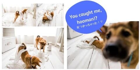 イタズラするのはなぜ？