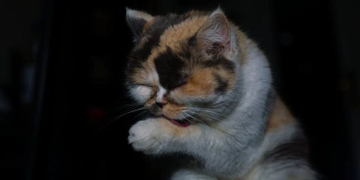 A tricolor cat captured in mid-groom with its paw raised to its face.