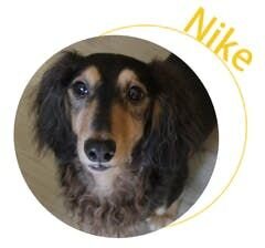 Nike the dog