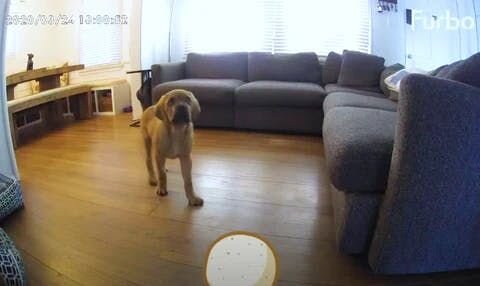 Create a safe zone for your dog