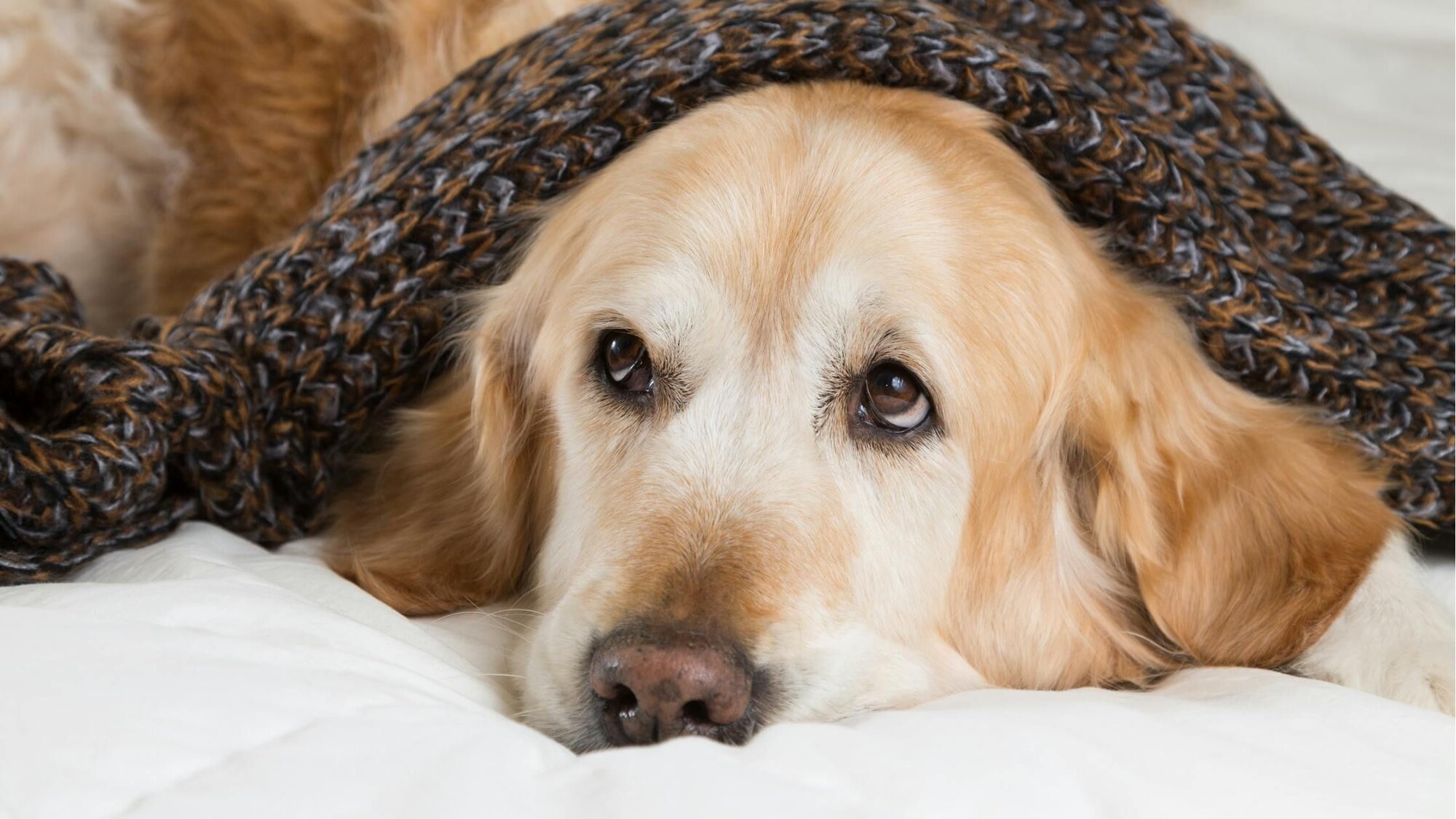 稲野辺獣医師連載Vol.12｜冬の寒さと乾燥に要注意！犬に与える影響と対策を獣医師が解説