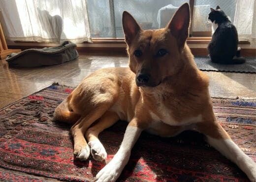 困り顔の保護犬福のファーボ日記 Vol.26｜小林家の穏やかな毎日