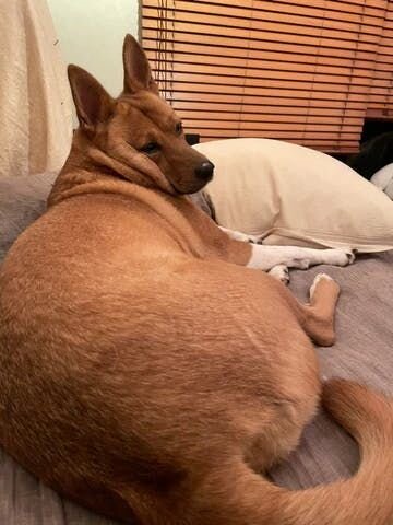 トッピング部分がオーバーカロリーになってしまっているのか、なんだか腰回りがむっちり、お腹もぽってり、よく見ると（見なくても）顔も狐顔から狸フェイスへ、顎はすっかり二重顎になっているではありませんか。