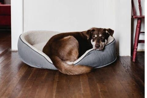 dog with bed