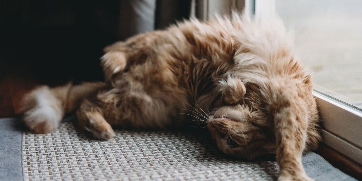 A photo of an orange cat stretching next to a window