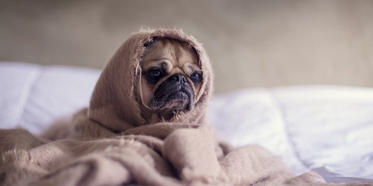 Pug wrapped in a blanket