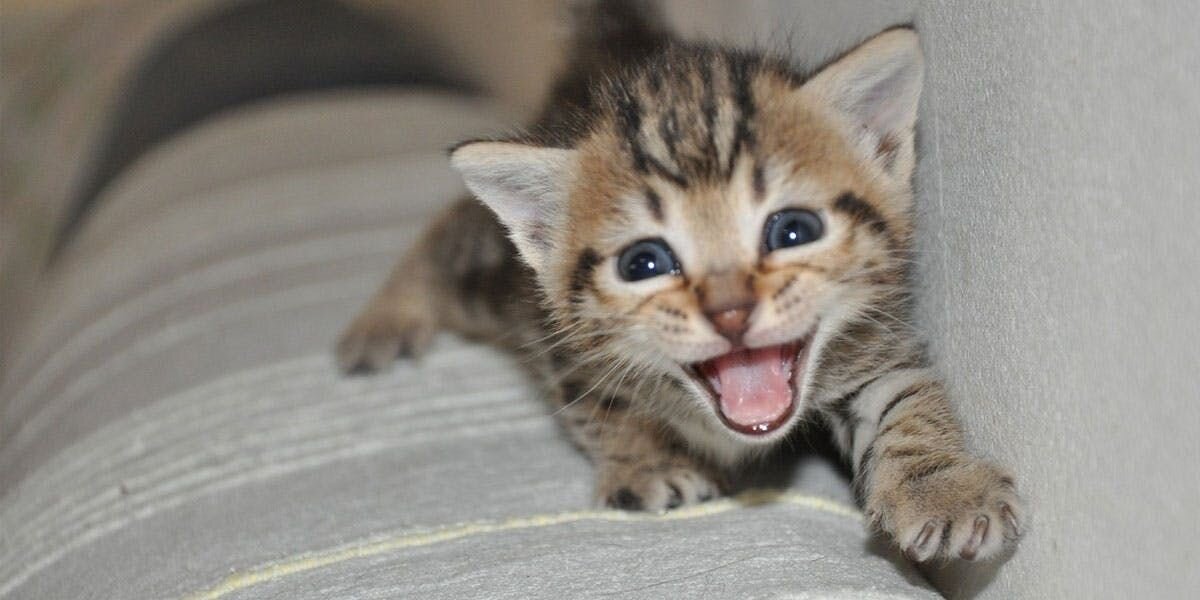 Your cat might also mew because they miss you and are hoping to summon you home! With the Furbo 360° Cat Camera, they won’t have to go unanswered. ...