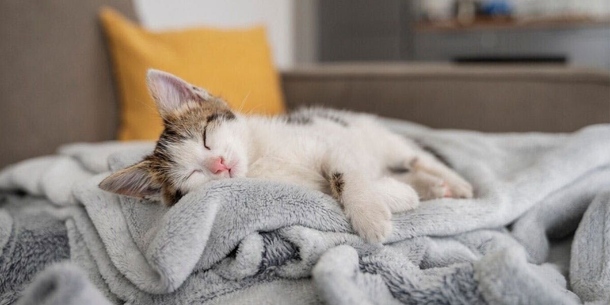 A photo of a kitten napping on a sofa
