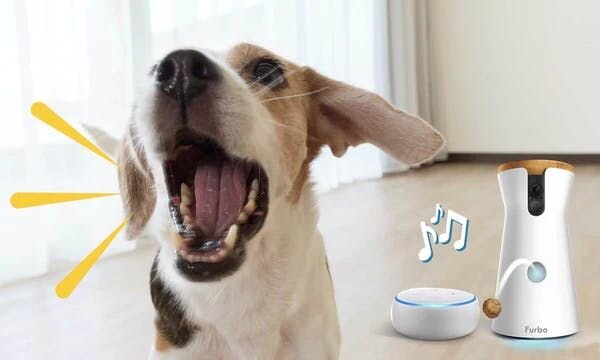 Dog listening to music through Alexa & Furbo