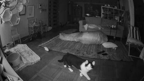 さらに赤外線モードにもなるので真っ暗な中でもペットの様子を見ることができるんです。