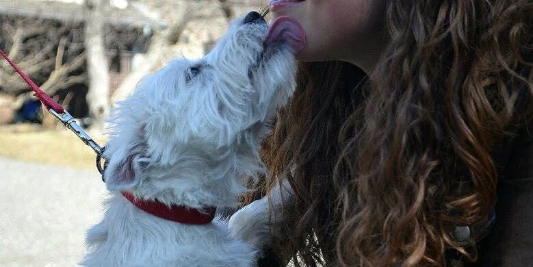 White dog licking owner