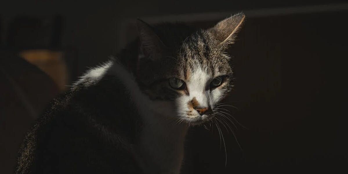 Midnight Adventures: What Does Your Cat Do At Night?