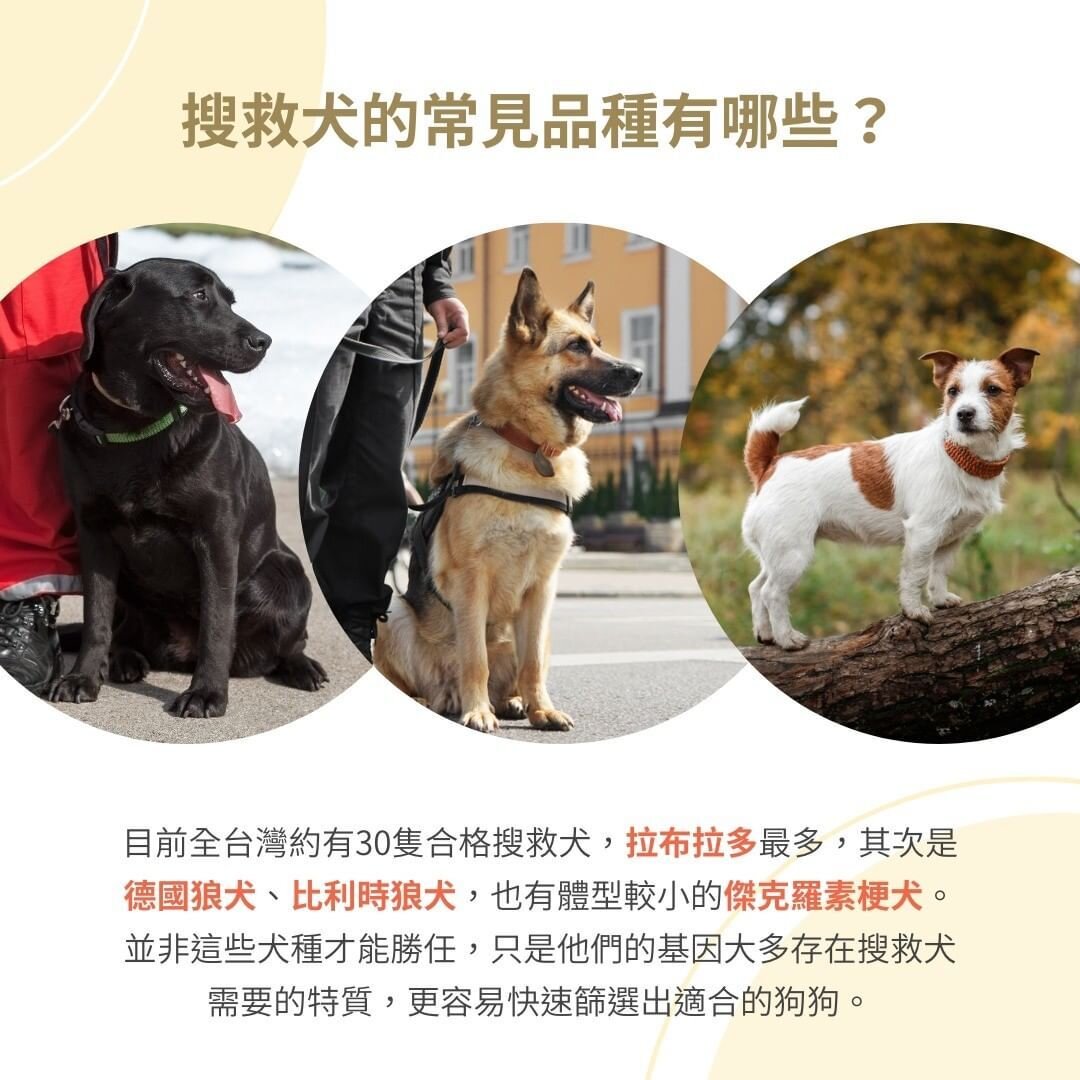 搜救犬品種