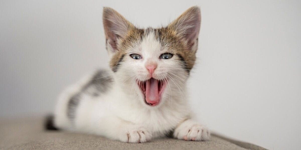 A photo of a shorthaired brown and white kitten meowing