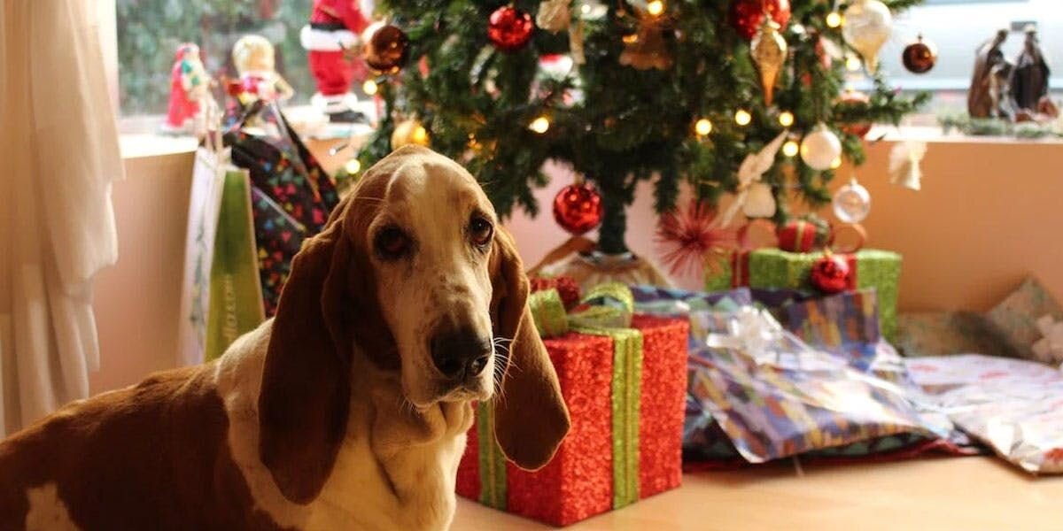 Happy Pawlidays: Tips for a Tail-Wagging Family Holiday Celebration