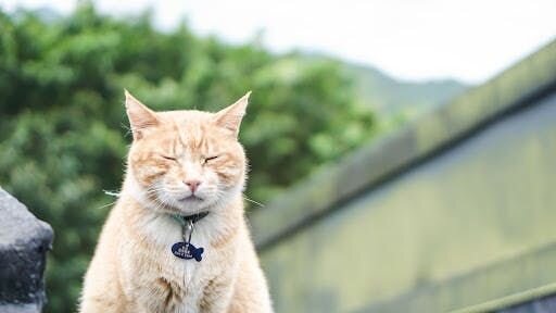 火車站形象彩繪：
我們重新彩繪猴硐火車站的裏裏外外，乾淨多彩。不僅讓遊客駐足時，更了解猴硐的貓咪，更希望幫助居民和貓咪們建立和諧的社區環境。