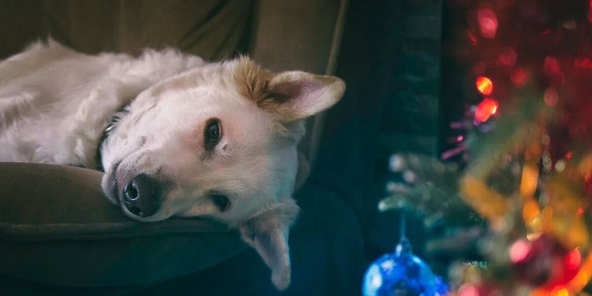 a photo of a dog lying on a sofa and gazing at a decorated Christmas tree