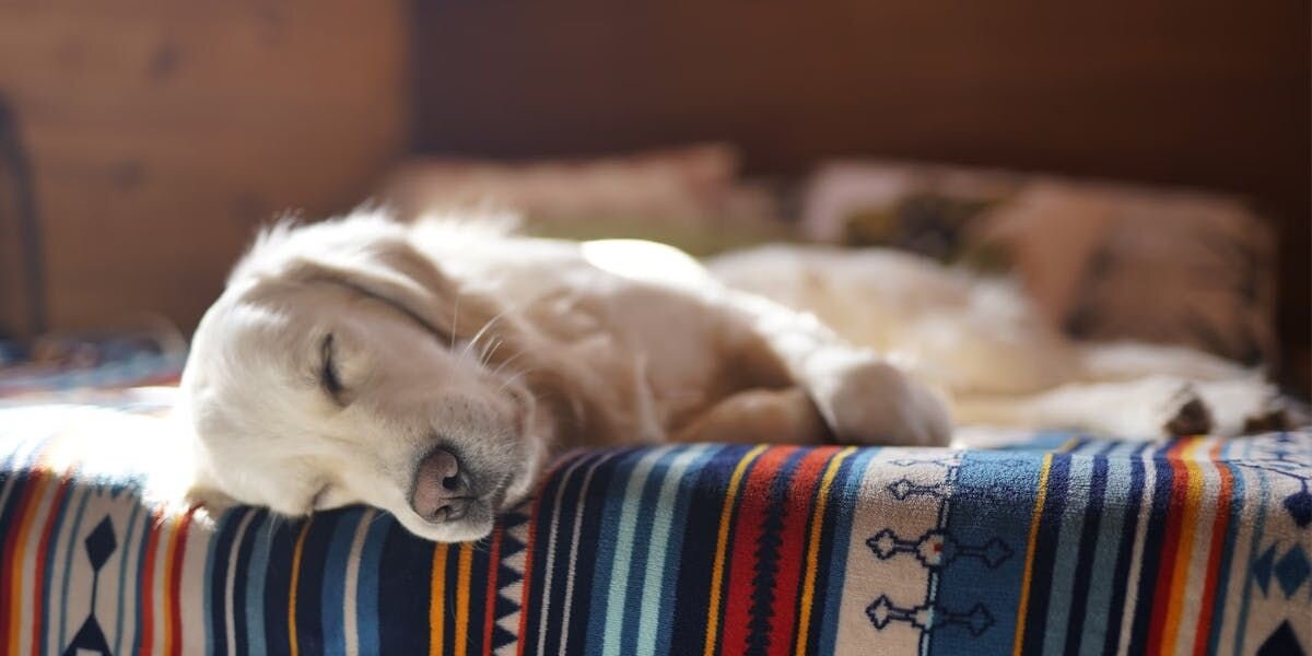 Golden retriever sleeping on sofa