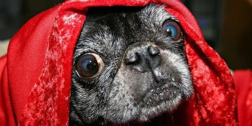 10 Ways to Calm Your Dog Down During Fireworks