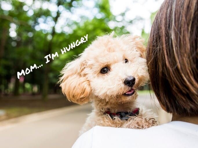 わんちゃんとの会話のキホン
