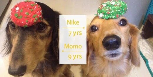 Furbo Reviews: High Quality Video with Night Vision - Nike & Momo