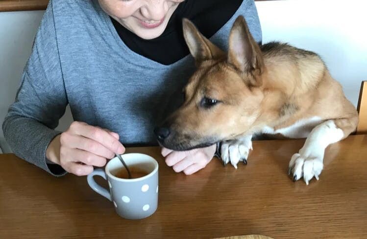 困り顔の保護犬福のファーボ日記 Vol.02