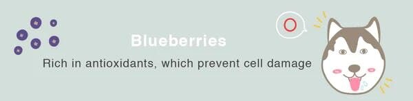 can dogs eat blueberries