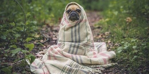 The New Science of Dog Psychology