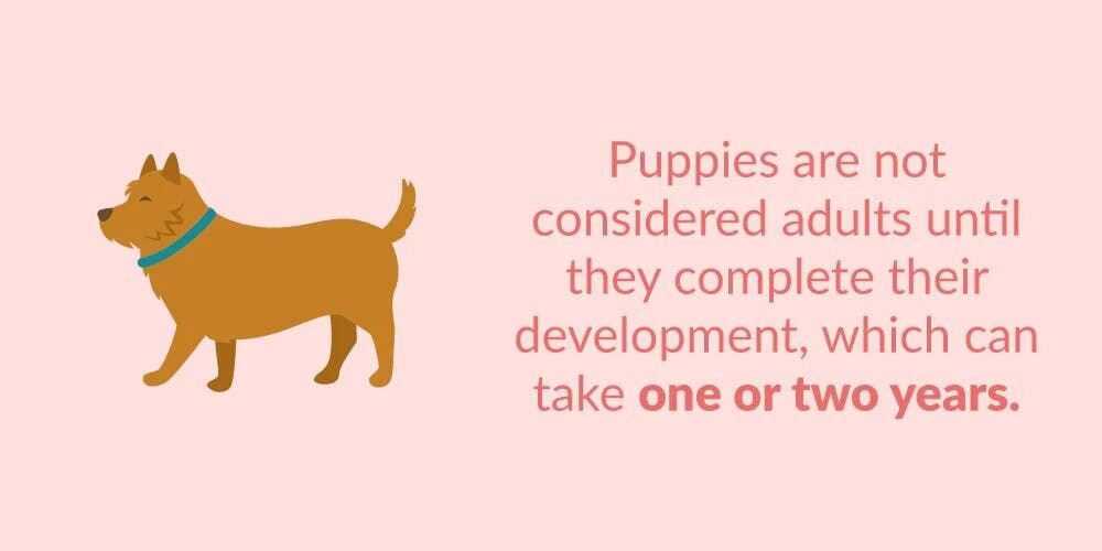 Puppies are not considered adults until they complete their development, which can take one or two years. Puppies grow the most within their first ...