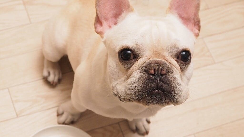 「こんにちは！ぼく、とうふだよ。
　いつもと同じ時間に、パパが会社に行き、　
　少し遅れてママも会社へ。
　本当は大好きなパパやママと、
　もっともっと遊びたいのに、
　ぼくは、いっつもひとりでお留守番。
　つまんないなー。

　そんな、いつもと同じお留守番…のはずが、
　今日は何か違う。。。...