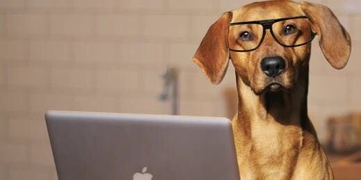 Happy "Take Your Dog to Work Day”! Dos and Don'ts of Bringing Your Dog to Work