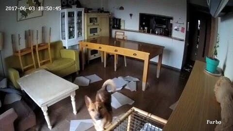 また、これは僕の推測の域を出ないのですが、「野犬の子」だった福には、過酷な環境を生き延びるために、危険を察知する高い能力が備わっているのではないかと思うのです。そうでなければ決して生き残っていけない生存するためのDNAが。
