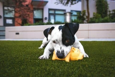 Dog playing toys