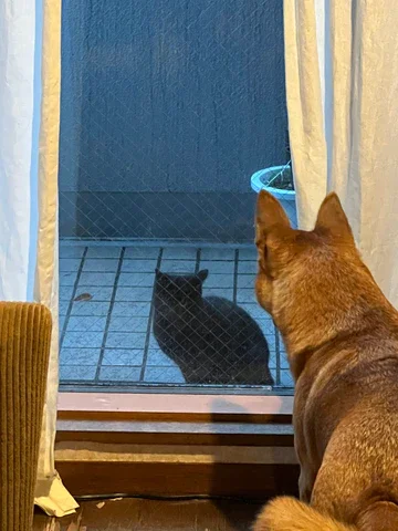 寒いからおうちに入りたいのかなあ。ついつい情が移ってしまいます……最近も、おそらく生後4ヶ月くらいでしょうか、黒猫ちゃんが遊びに来る様になってしまいました。はたして野良なのか？ 自由に育つ飼い猫なのか……無責任な餌やりもいけないとは知りつつも、やはり、ひもじくないか？ 寒くないか？ 気になってしかたがないとーさんなのでした。