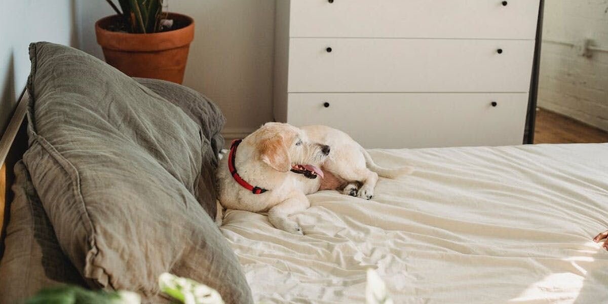 A photo of a dog in an adjustable collar, lying on a bed