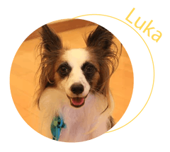 Luka the dog
