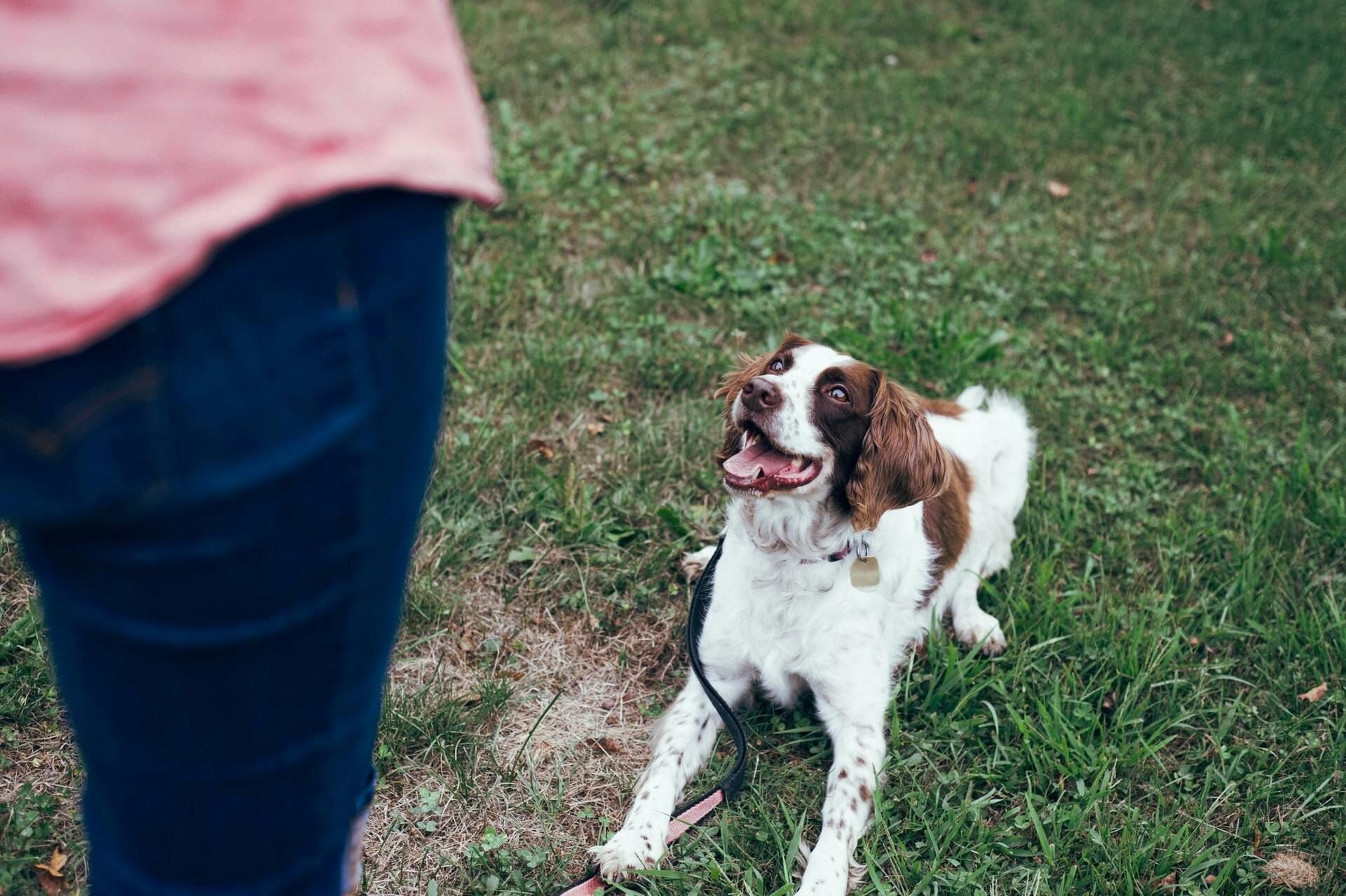 Dog on grass with person