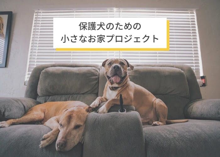 Furbo For Good：保護犬のための小さなお家プロジェクト