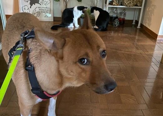 困り顔の保護犬福のファーボ日記 Vol.20｜わが家の危機