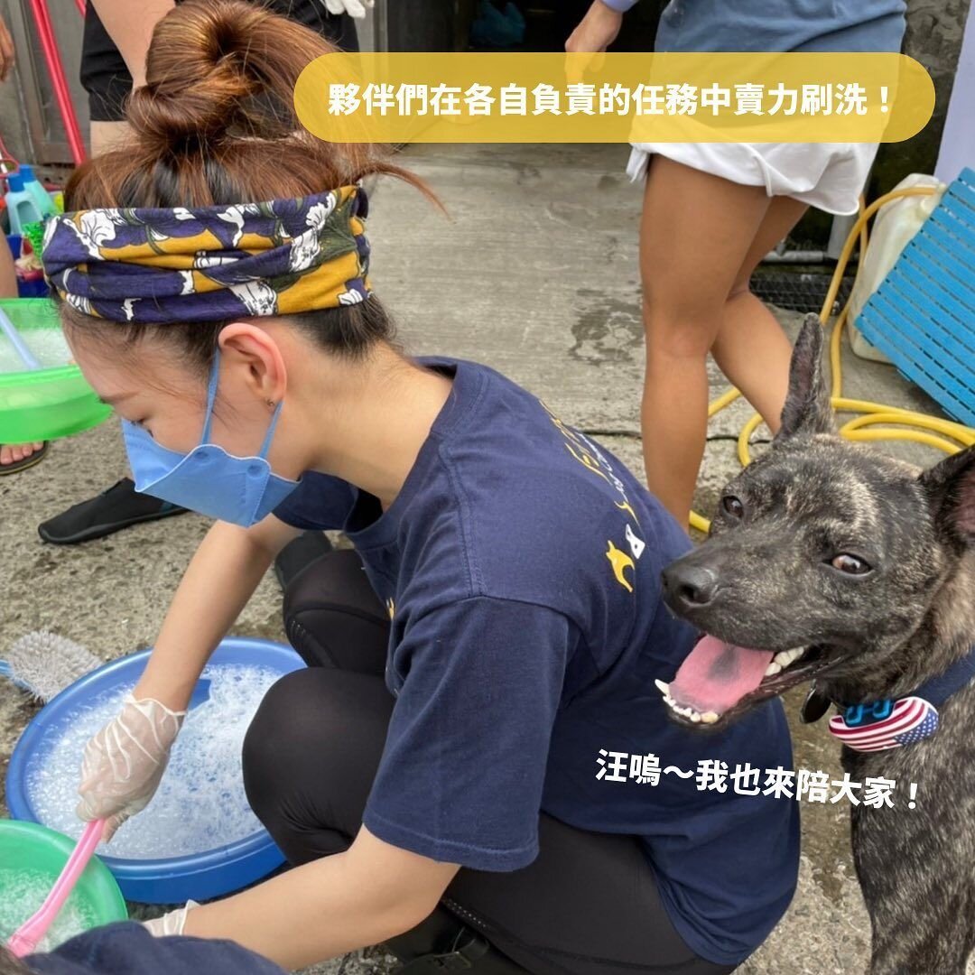 狗狗陪伴志工刷洗