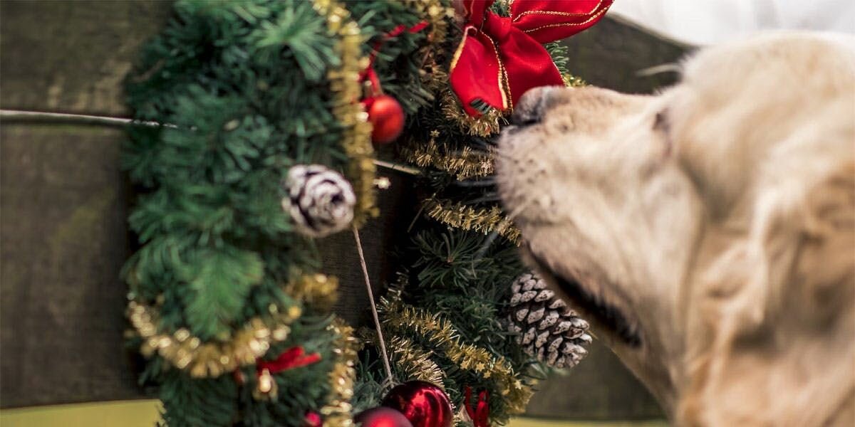 A photo of a yellow Labrador retriever sniffing a Christmas wreath