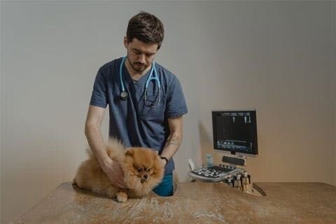 A photo of a veterinarian examining a Pomeranian
