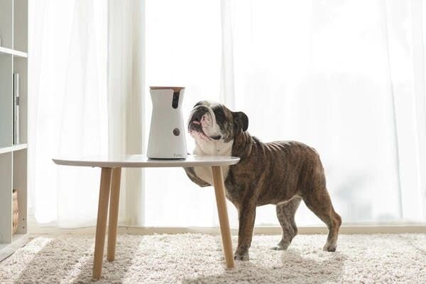 Dogs love Furbo Dog Camera