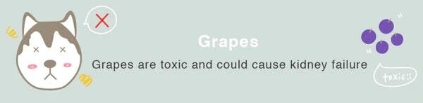 can dogs eat grapes 