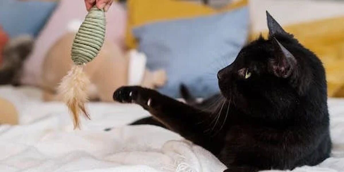 Black cat playing with feather toy