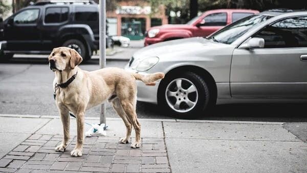 dog waiting by the car