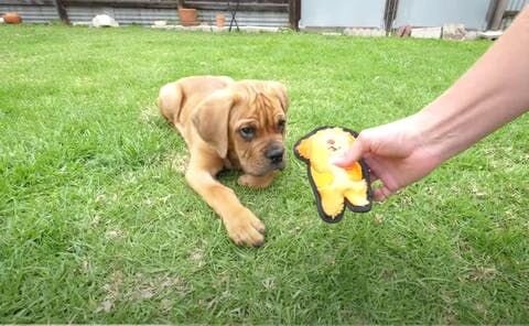 Keep your dog within safe zone