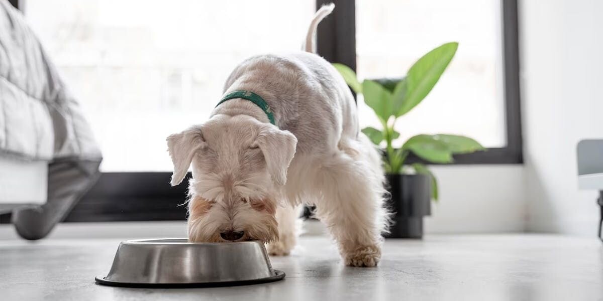 Mini Schnauzer eating food out of bowl