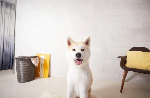 Akita sitting and looking towards you