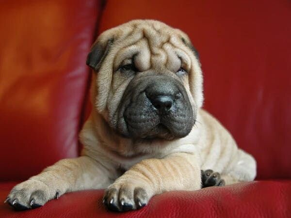 Shar-Pei laying on the couch